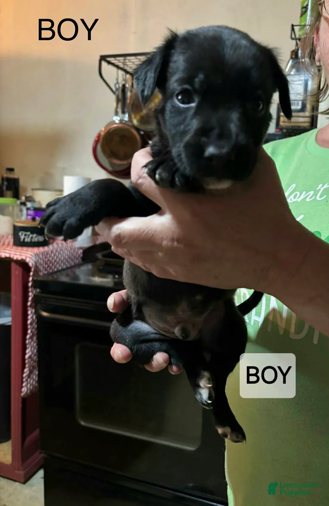 Mixed Breed dogs for sale: Mixed Breed Puppy 4 - Ad 1