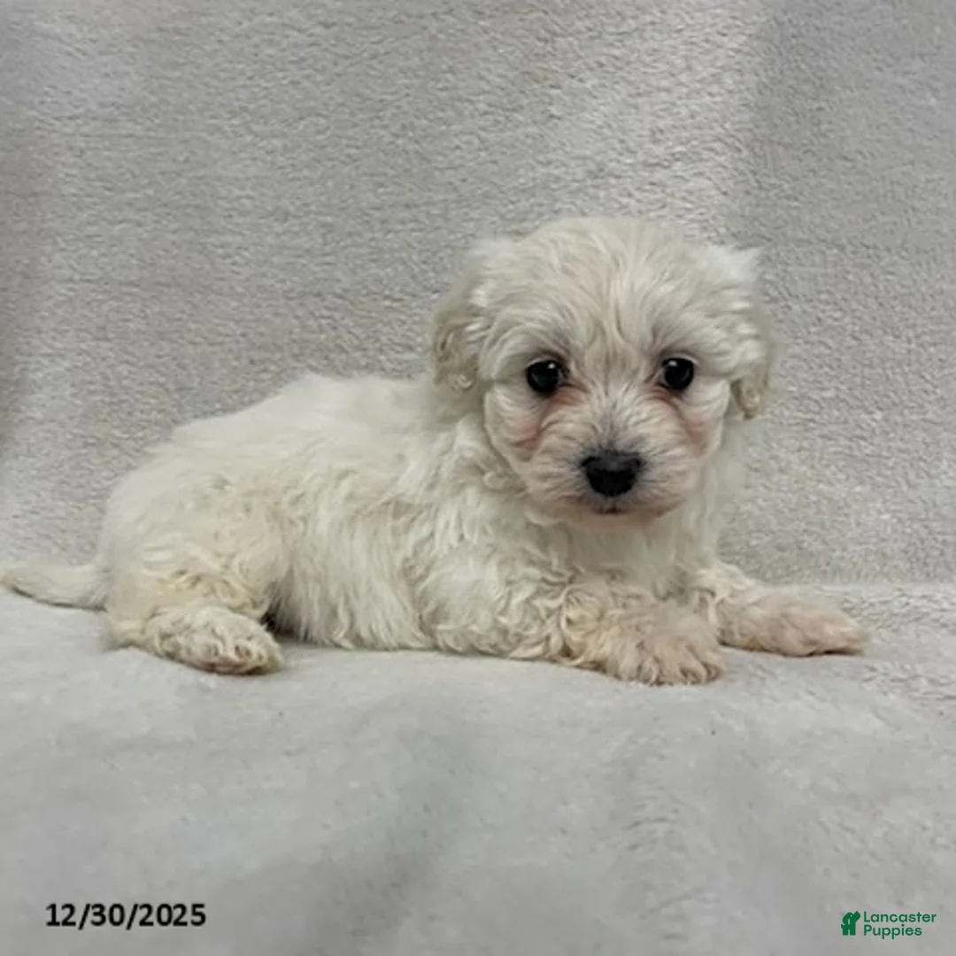Maltipoo dogs for sale: Callie - Ad 3