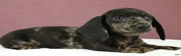 Miniature Dachshund dogs for sale: Gray 🩶 - Ad 4