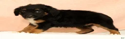 Mini Aussiedoodle dogs for sale: Larry - Ad 8