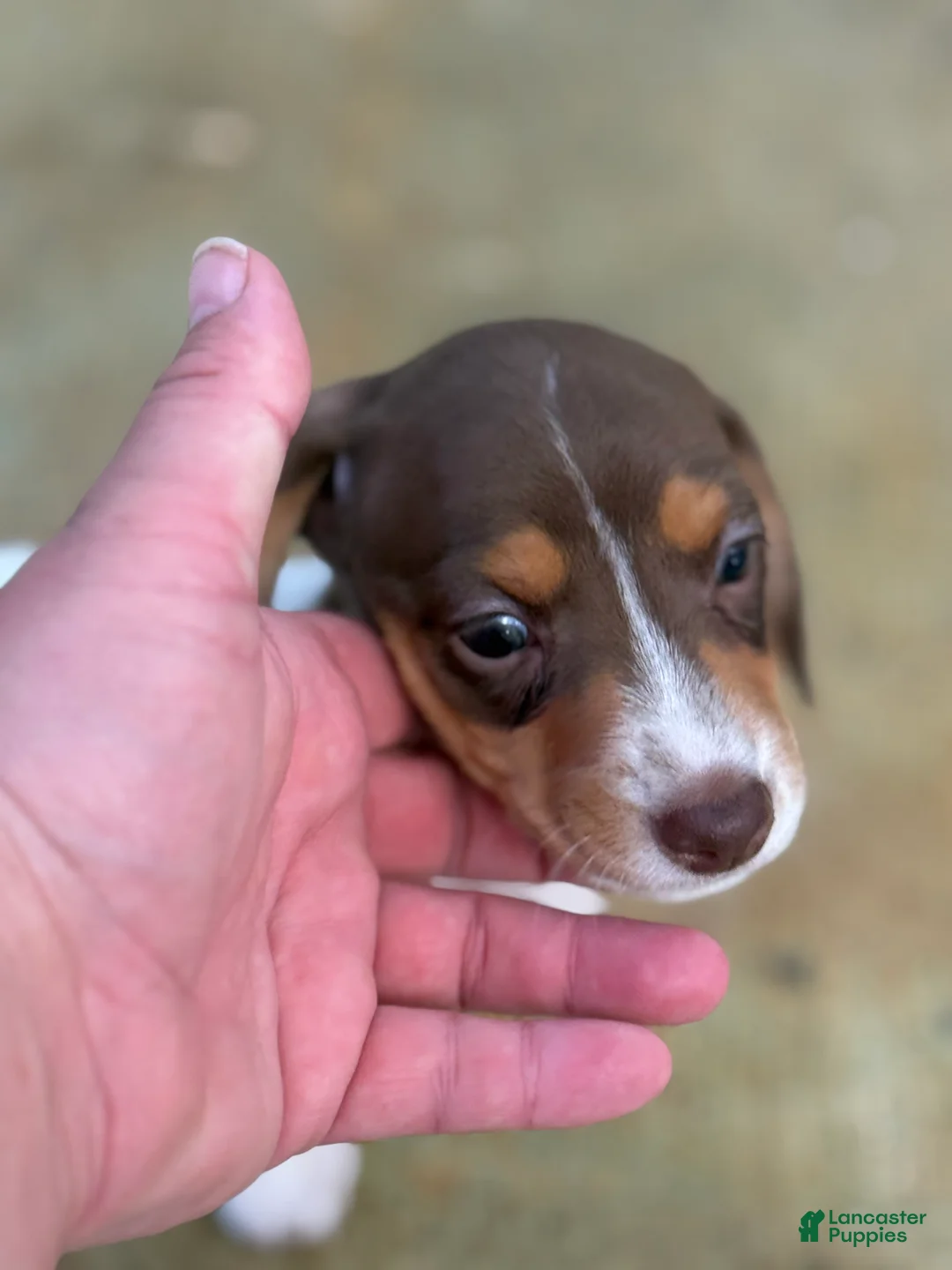 Dachshund dogs for sale: Dachshund Puppy 2 - Ad 8