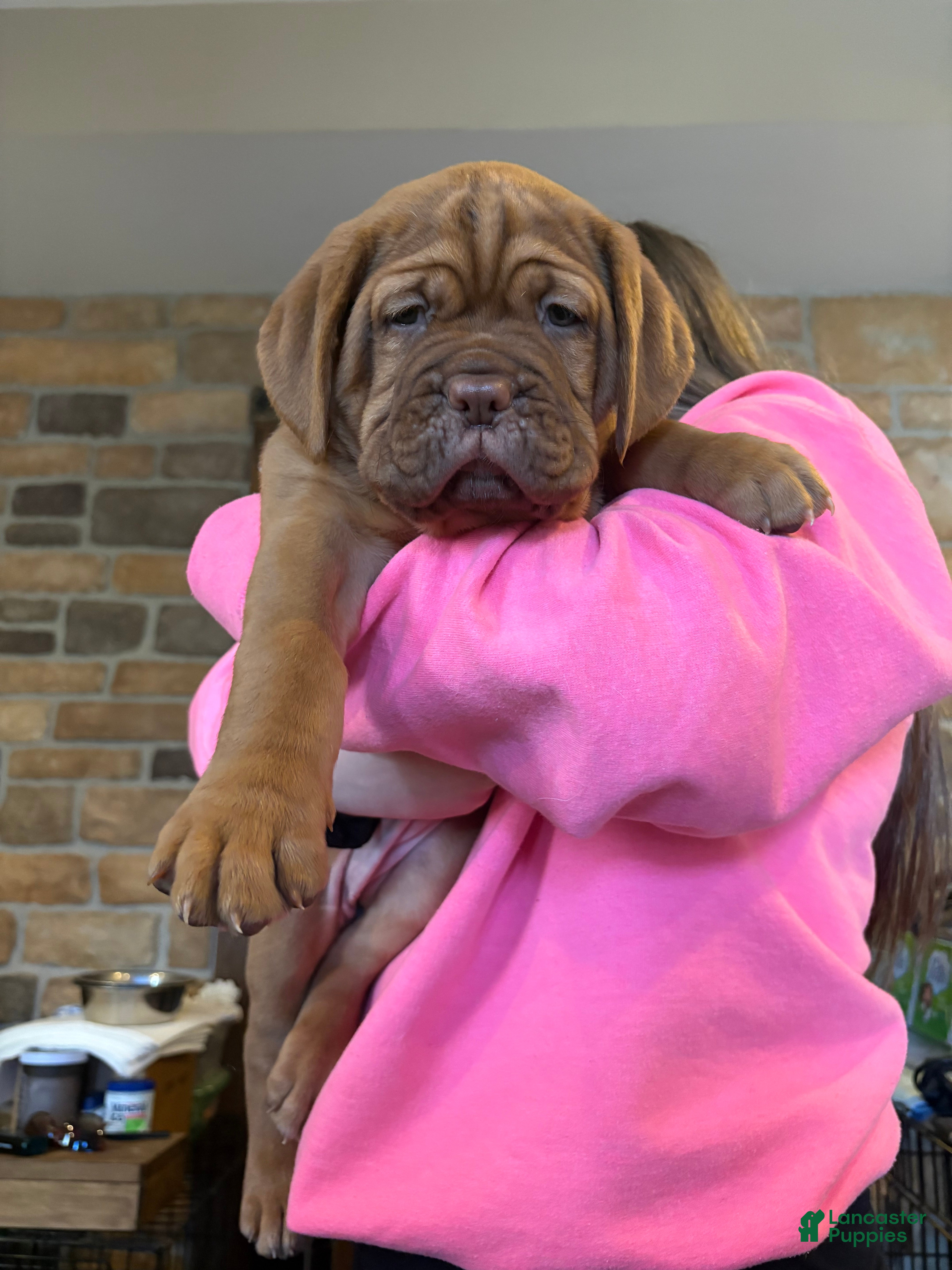 Dogue De Bordeaux dogs Dogue De Bordeaux Puppy 4 - Ad 1