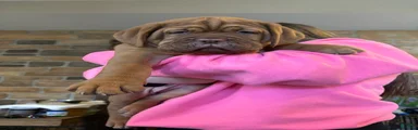 Dogue De Bordeaux Puppy 4