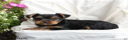 Yorkshire Terrier dogs for sale: Maisie - Ad 3