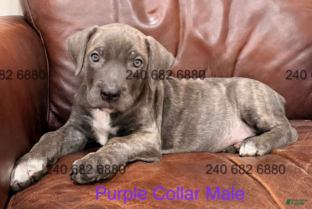 Cane Corso dogs for sale: Cane Corso Puppy Purple Collar M - Ad 1