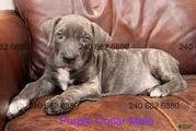 Cane Corso Puppy Purple Collar M