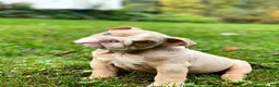 English Bulldog dogs for sale: Ricky - Ad 5