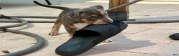 American Bully dogs for sale: Leviathan  - Ad 20