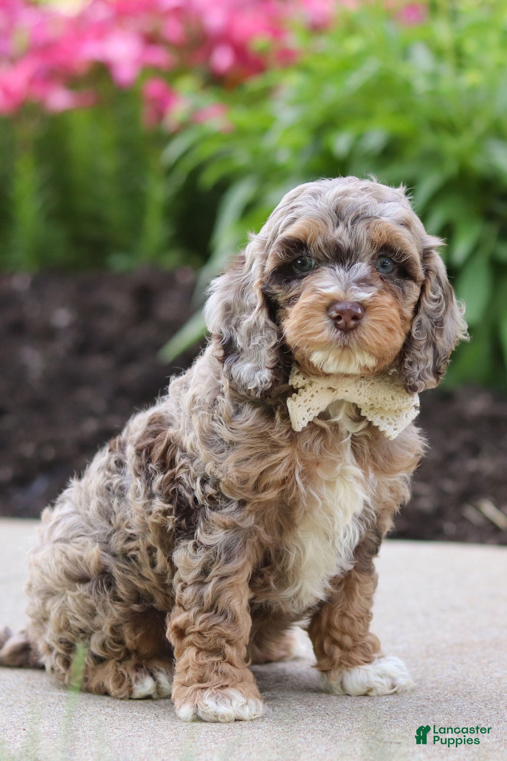 Cockapoo dogs Hudson - Ad 2