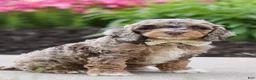 Cockapoo dogs for sale: Hudson - Ad 2