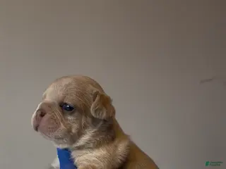 French Bulldog dogs Gucci - Ad 8