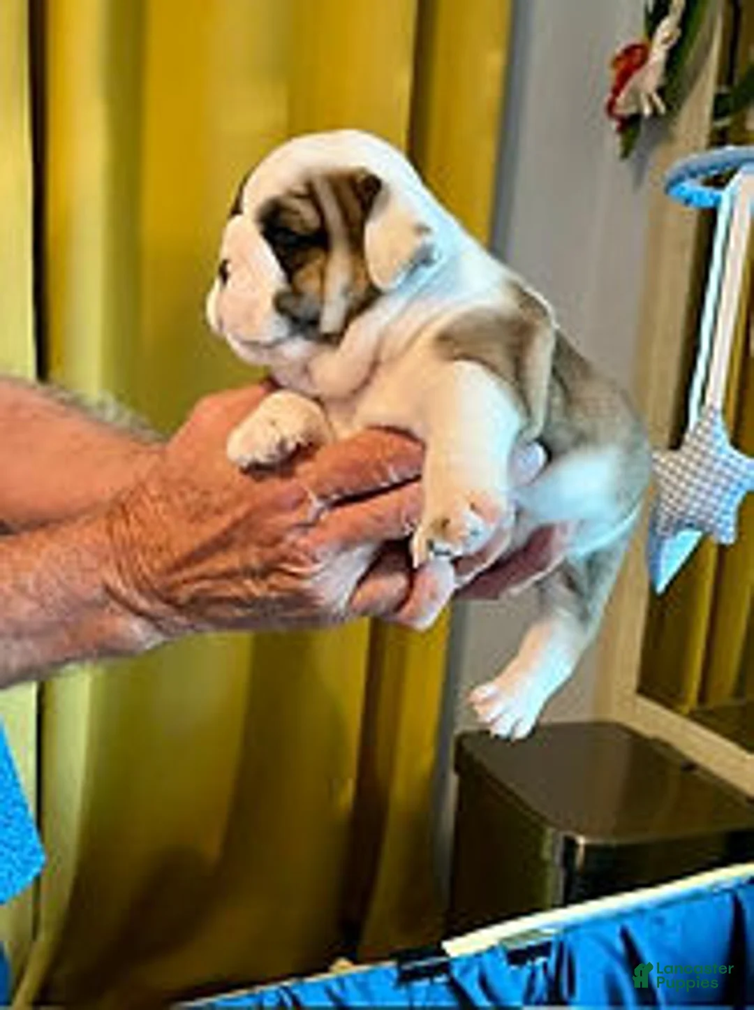 English Bulldog dogs for sale: Heavensent Honey - Ad 1