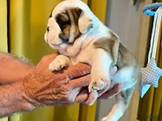English Bulldog dogs Heavensent Honey - Ad 1