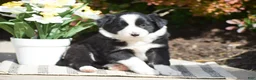 Border Collie dogs for sale: Danny - Ad 2