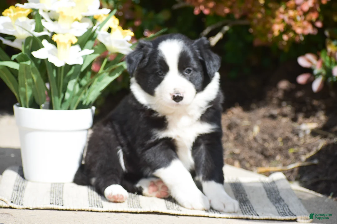 Border Collie dogs for sale: Danny - Ad 2