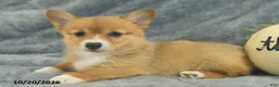 Welsh Corgi Pembroke dogs for sale: Mocha  - Ad 3
