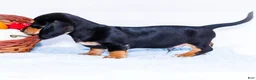 Miniature Dachshund dogs for sale: Nate - Ad 4