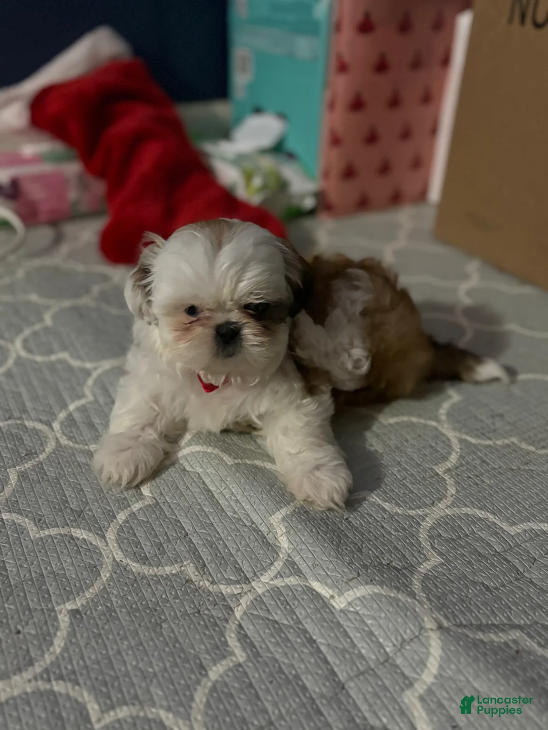 Shih Tzu dogs for sale: Shih Tzu Puppy 1 - Ad 9