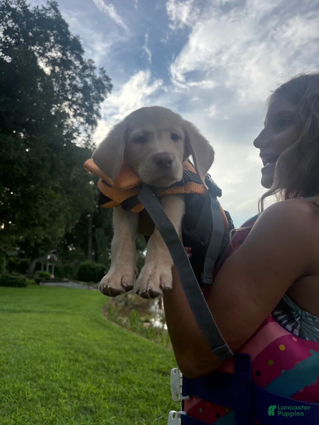 Labrador Retriever dogs for sale: Labrador Retriever 5 - Ad 13