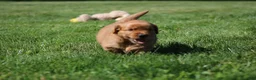 Golden Retriever dogs for sale: Finn - Ad 4