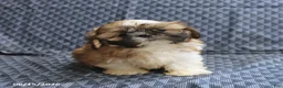 Shih Tzu dogs for sale: Chase - Ad 1