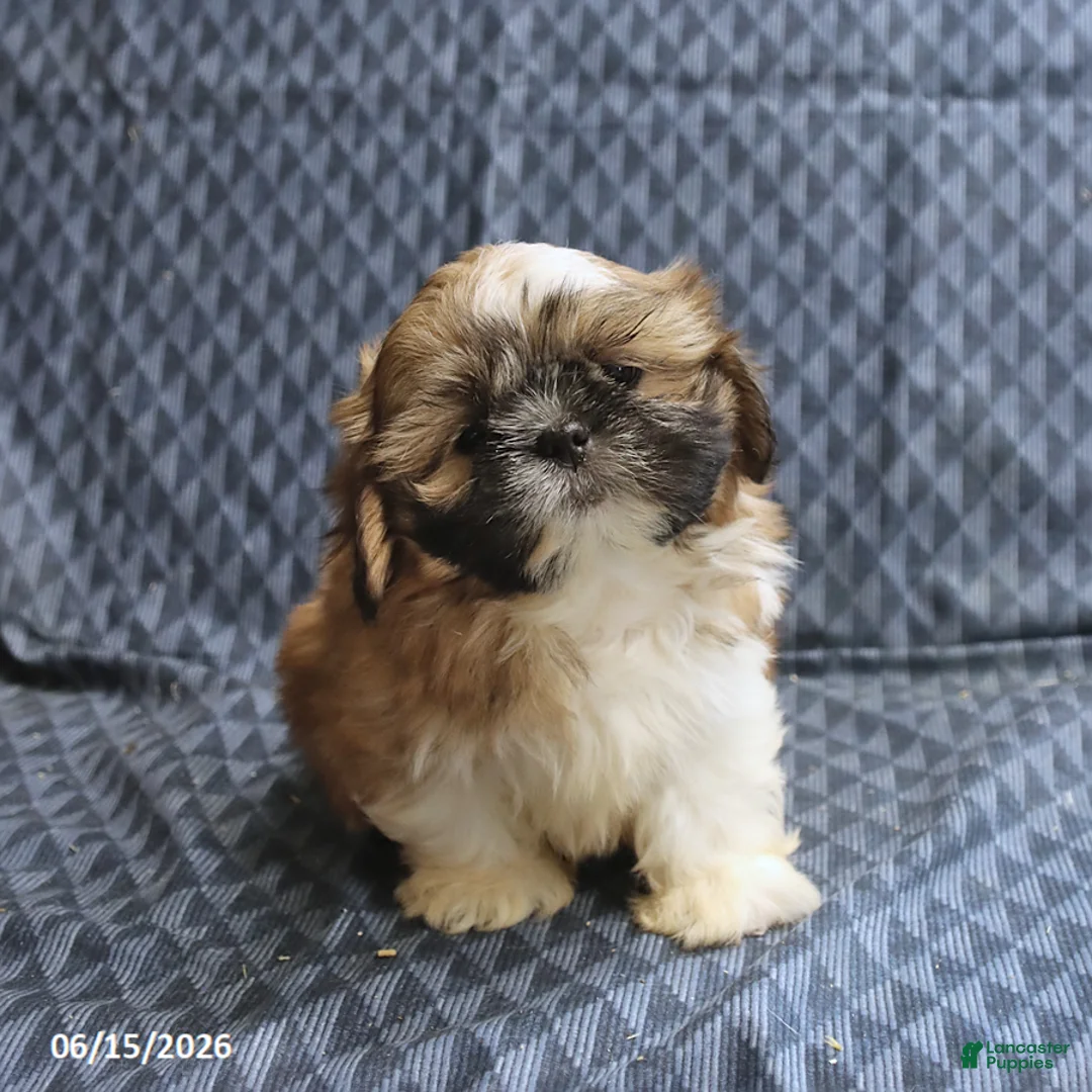 Shih Tzu dogs for sale: Chase - Ad 1