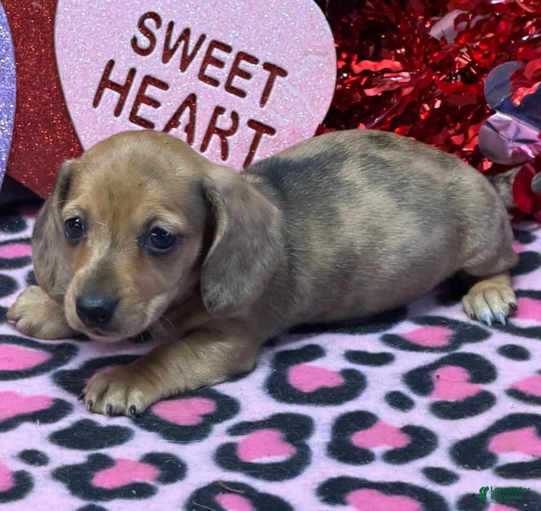 Miniature Dachshund dogs for sale: Ellis - Ad 1