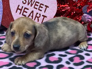 Miniature Dachshund dogs Ellis - Ad 14