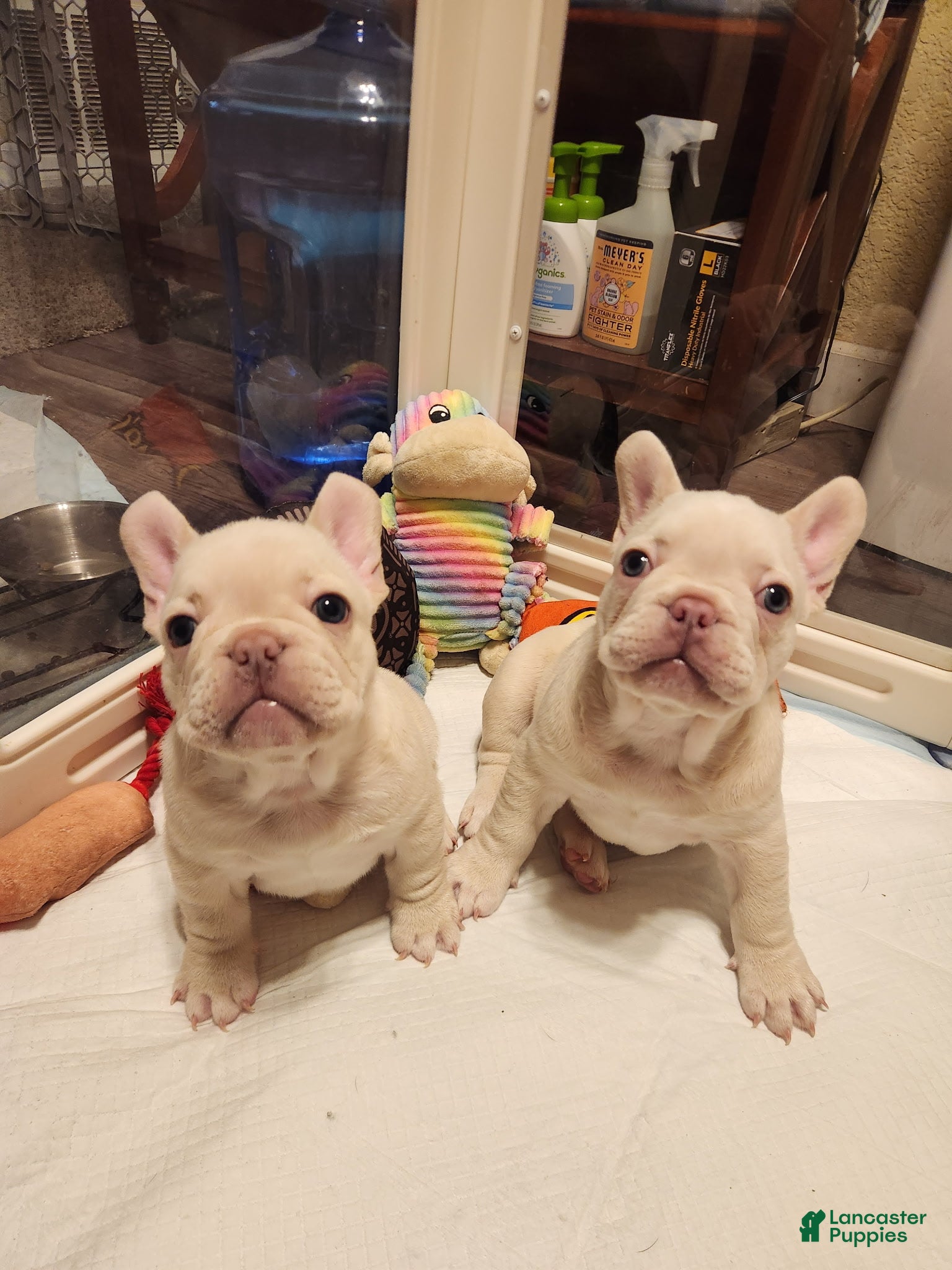 French Bulldog dogs French Bulldog 2 - Ad 30