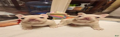 French Bulldog 2
