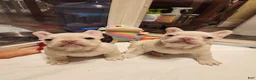 French Bulldog dogs for sale: French Bulldog 2 - Ad 1