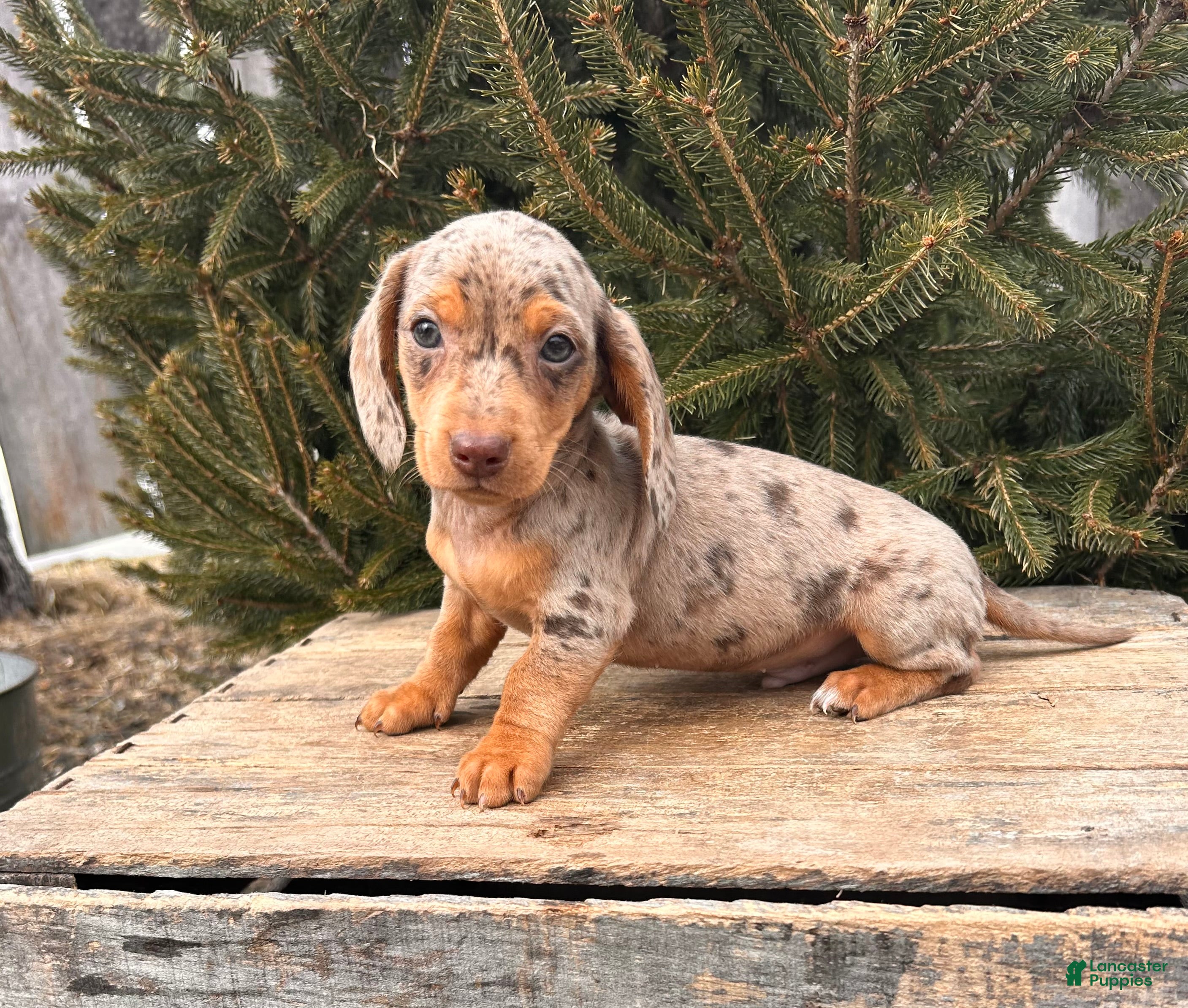 Miniature Dachshund dogs Crew - Ad 1