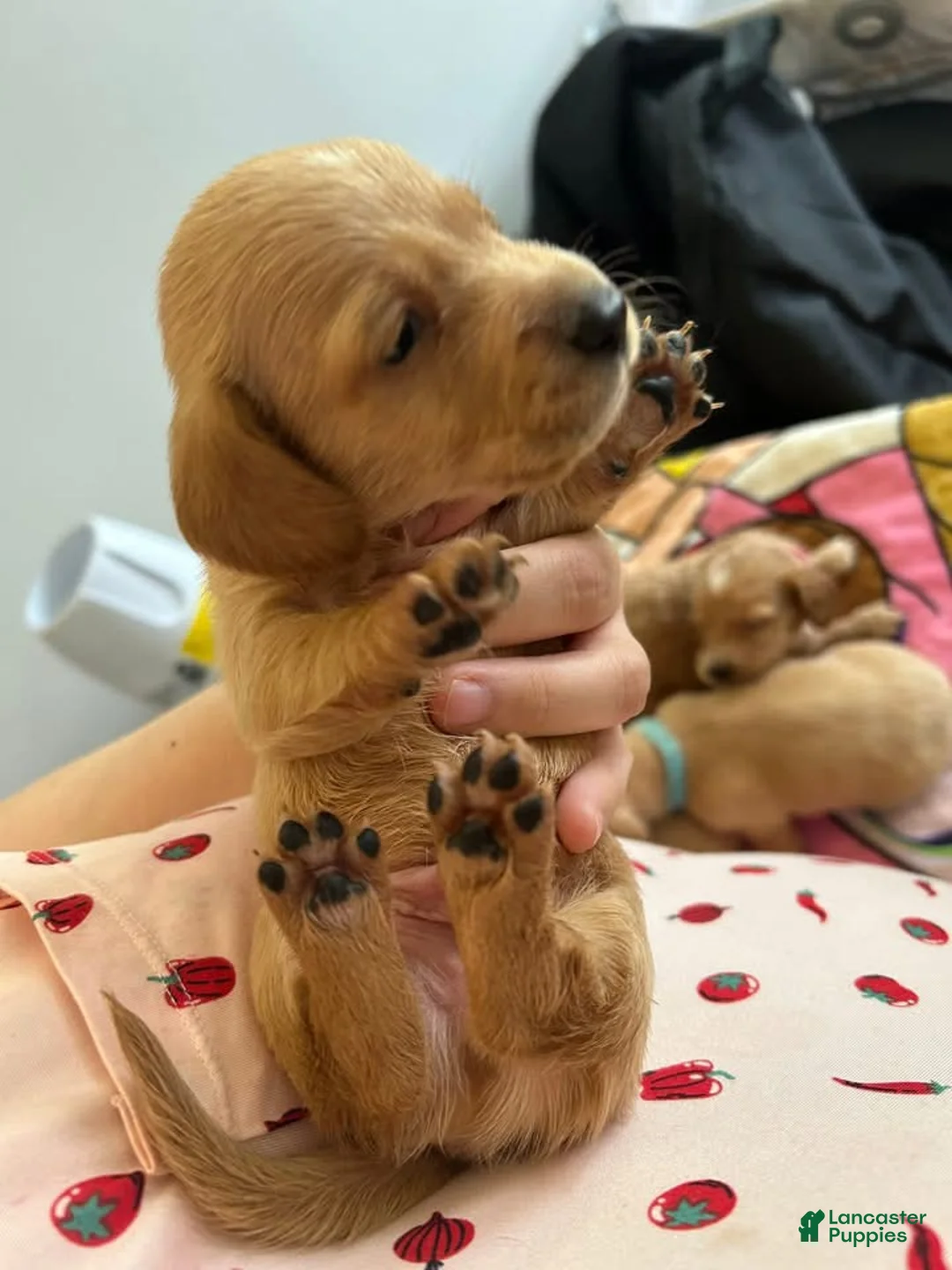 Miniature Dachshund dogs for sale: Miniature Dachshund Puppy 1 - Ad 2