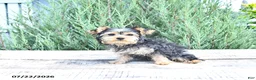 Yorkshire Terrier dogs for sale: Duke - Ad 5
