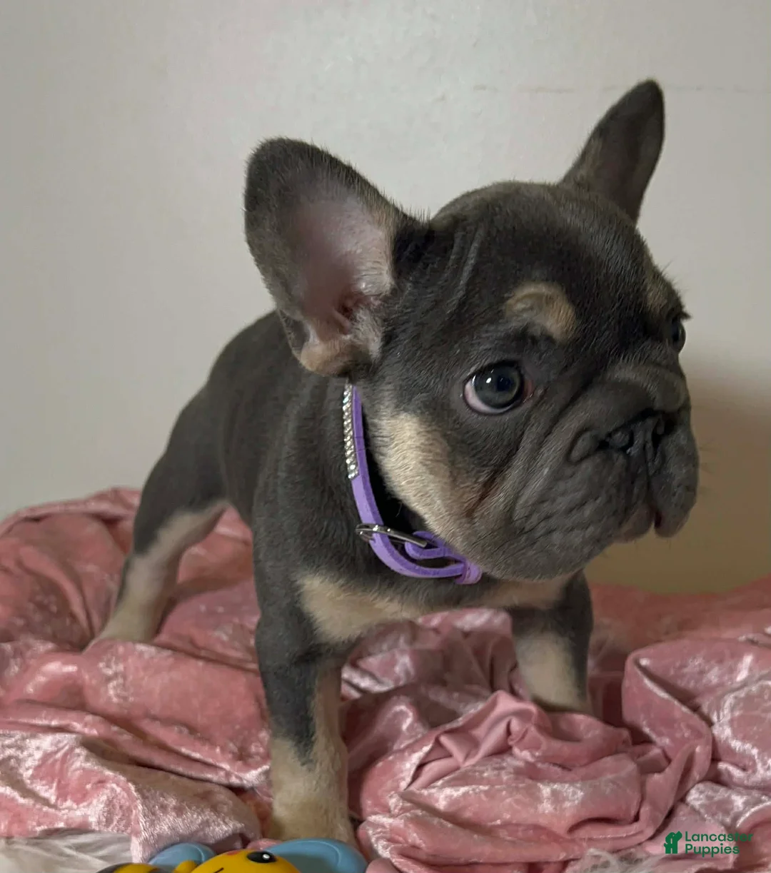 French Bulldog dogs for sale: French Bulldog Tiny Micro Cocoa Blue & Tan Big Rope 6 panel health clear - Ad 1