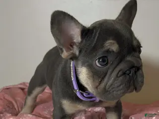 French Bulldog dogs French Bulldog Tiny Micro Cocoa Blue & Tan Big Rope 6 panel health clear - Ad 30