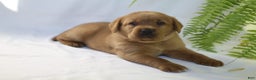 Labrador Retriever dogs for sale: Tonka - Ad 2