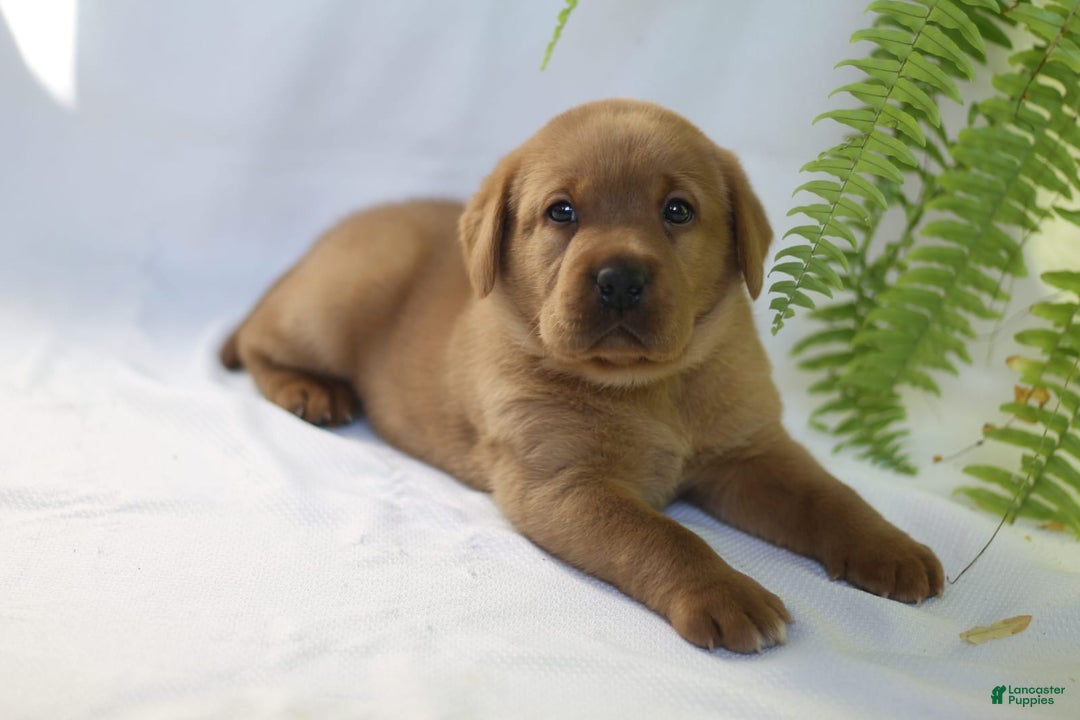 Labrador Retriever dogs for sale: Tonka - Ad 2