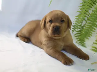 Labrador Retriever dogs Tonka - Ad 5