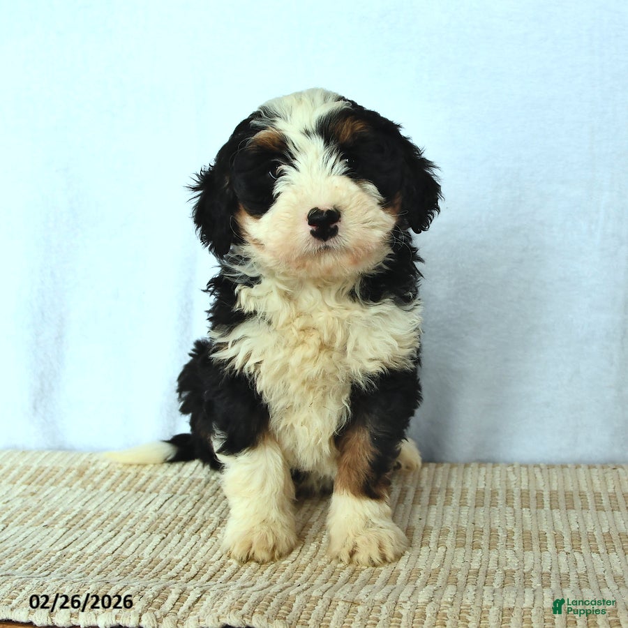 Mini Bernedoodle dogs Diamond - Ad 1
