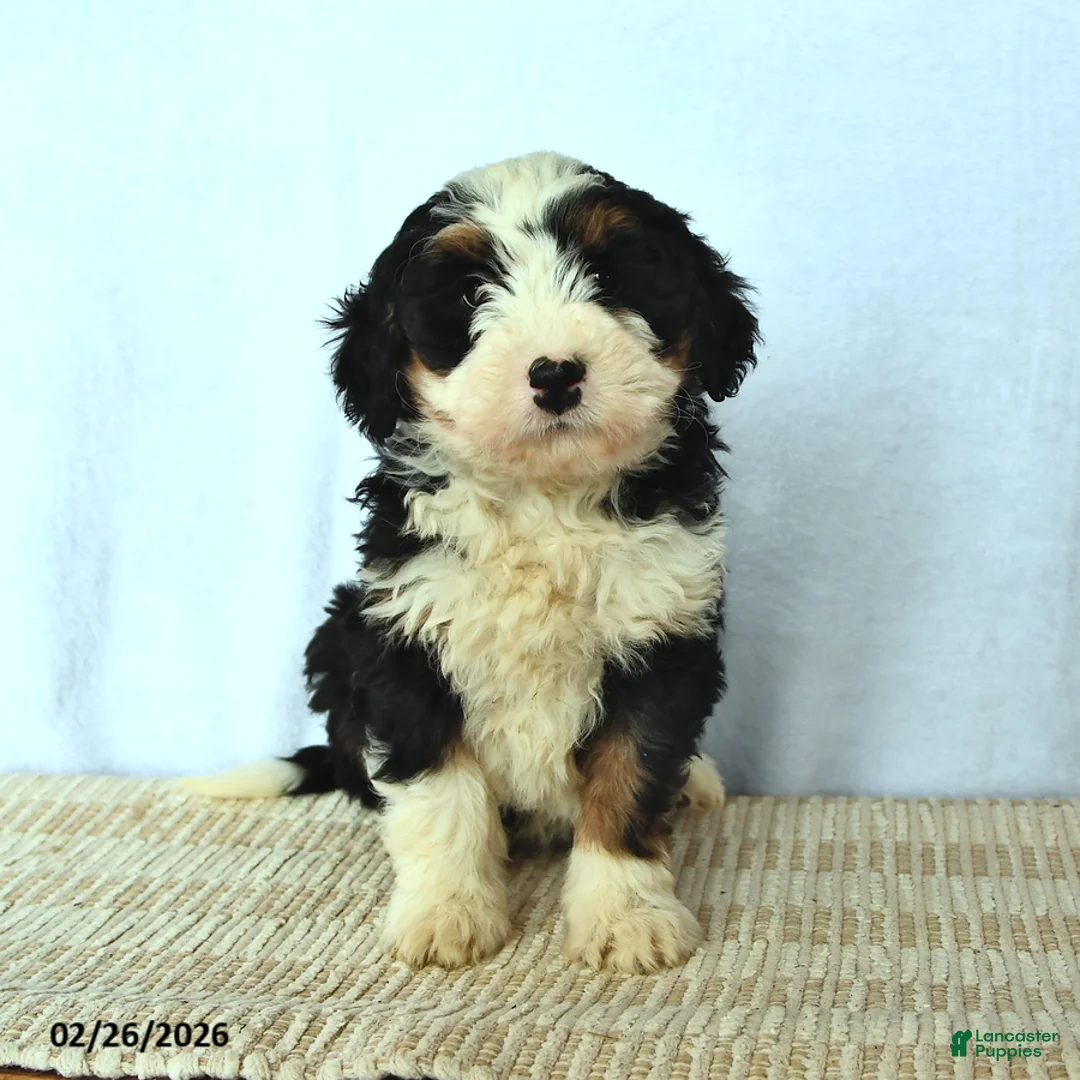 Mini Bernedoodle dogs for sale: Diamond - Ad 1