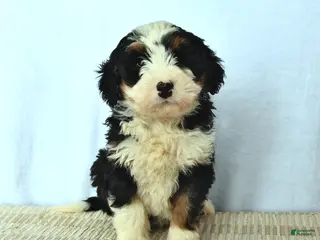 Mini Bernedoodle dogs for sale: Diamond - Ad 1