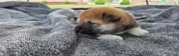 Shiba Inu dogs for sale: Patriot - Ad 5