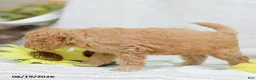 Goldendoodle dogs for sale: Jasmine - Ad 3