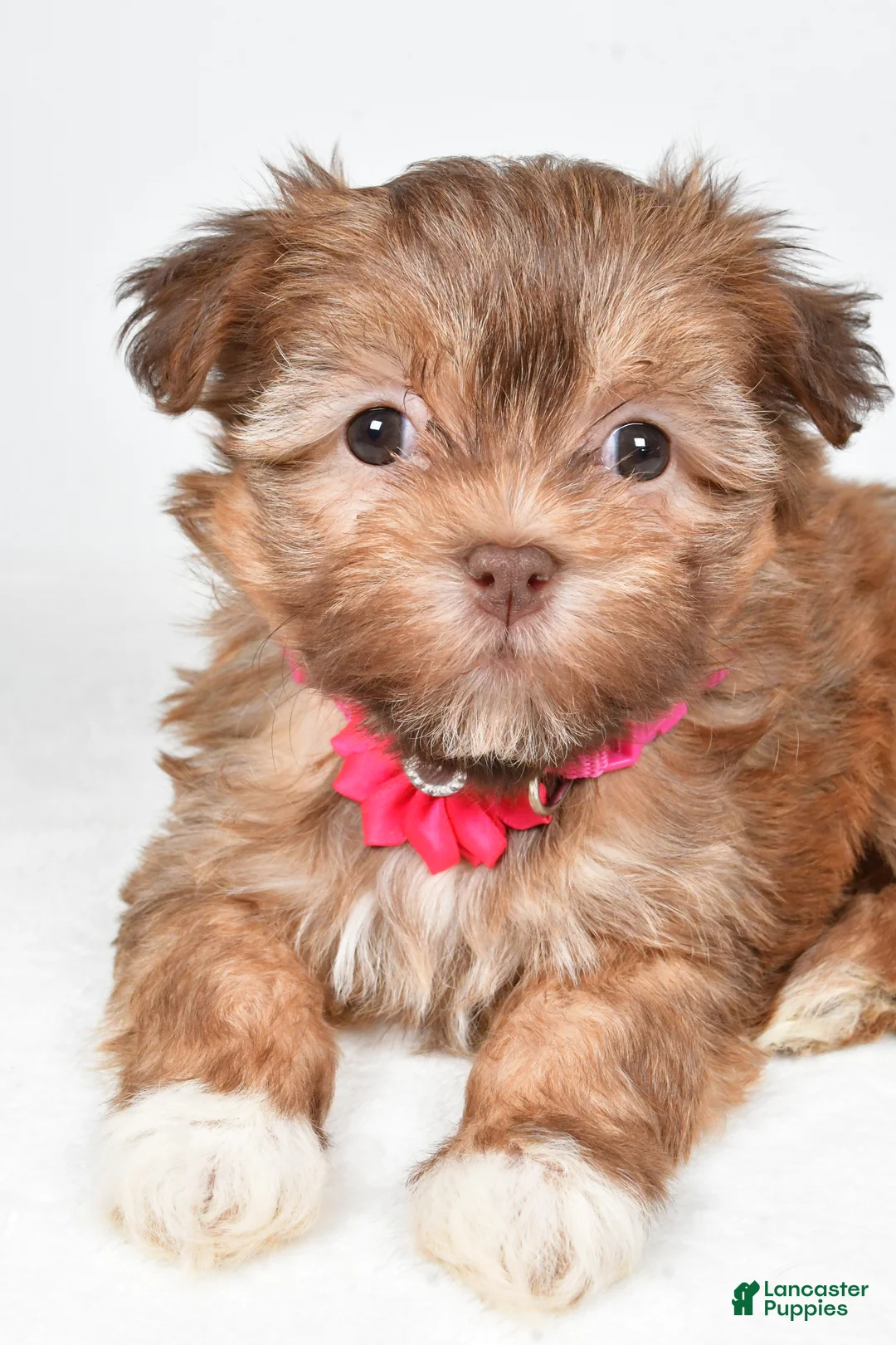 Havanese dogs for sale: Hailey - Ad 2