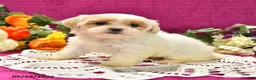 Shihpoo dogs for sale: Jetta - Ad 3