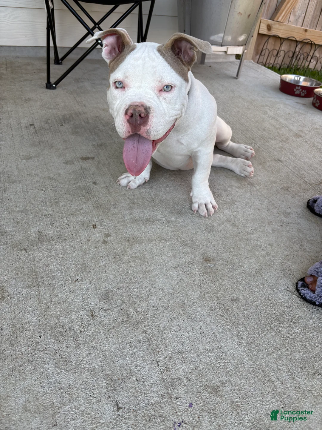 American Bully dogs for sale: American Bully Puppy 1 - Ad 6