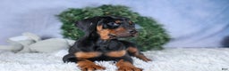 Doberman Pinscher dogs for sale: TITUS - Ad 11