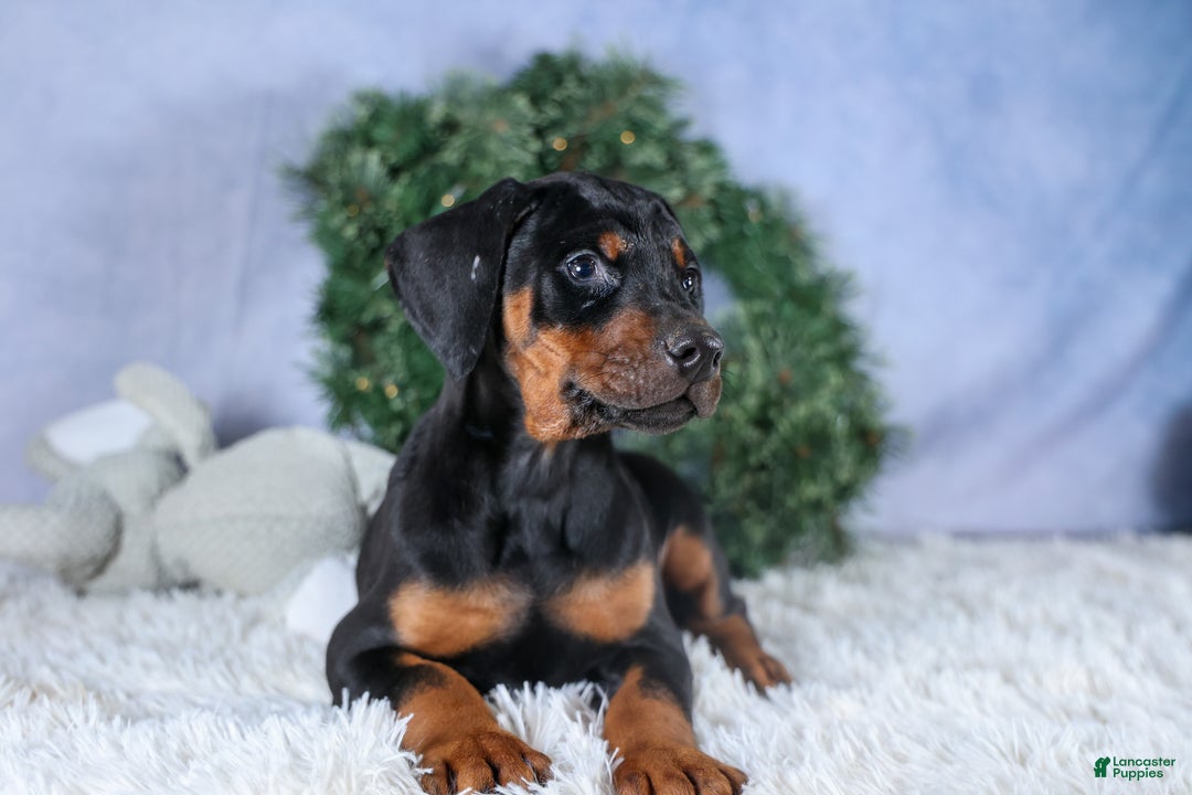 Doberman Pinscher dogs for sale: TITUS - Ad 11