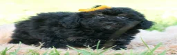 Miniature Poodle dogs for sale: Kona - Ad 3